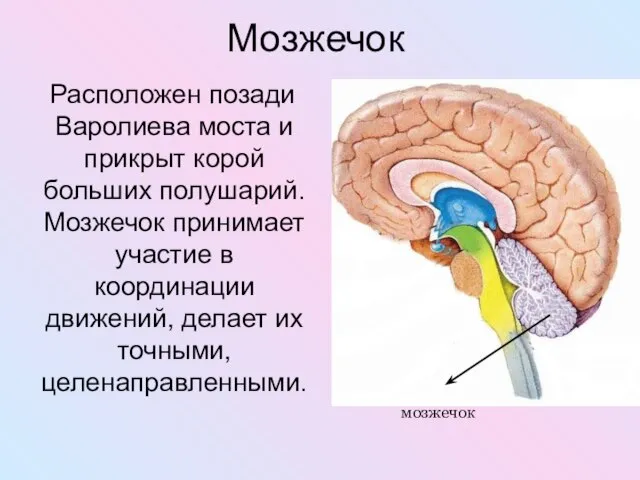 Мозжечок Расположен позади Варолиева моста и прикрыт корой больших полушарий. Мозжечок