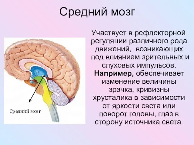Средний мозг Участвует в рефлекторной регуляции различного рода движений, возникающих под