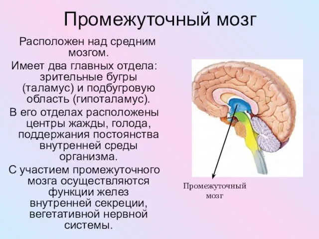 Промежуточный мозг Расположен над средним мозгом. Имеет два главных отдела: зрительные