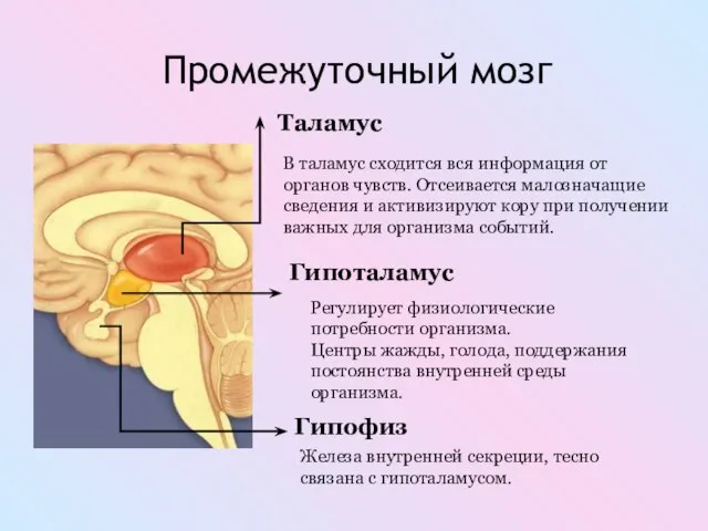 Промежуточный мозг Таламус В таламус сходится вся информация от органов чувств.