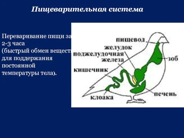 Пищеварительная система Переваривание пищи за 2-3 часа (быстрый обмен веществ для поддержания постоянной температуры тела).