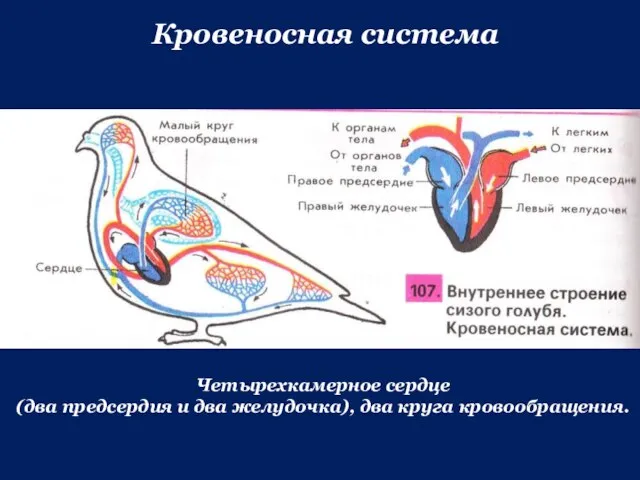 Кровеносная система Четырехкамерное сердце (два предсердия и два желудочка), два круга кровообращения.