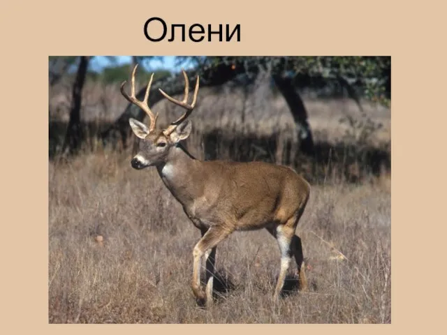 Олени