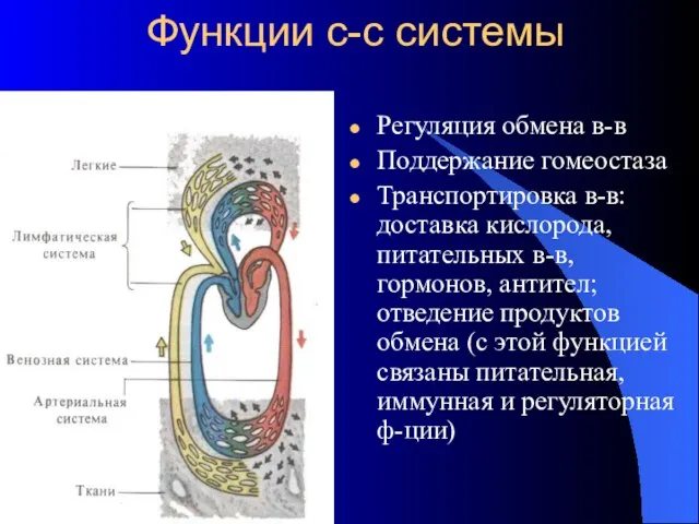 Функции с-с системы Регуляция обмена в-в Поддержание гомеостаза Транспортировка в-в: доставка