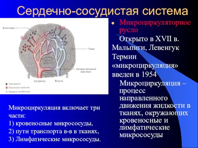 Сердечно-сосудистая система Микроциркуляторное русло Открыто в XVII в. Мальпиги, Левенгук Термин