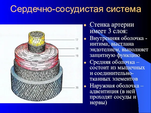 Сердечно-сосудистая система Стенка артерии имеет 3 слоя: Внутренняя оболочка - интима,