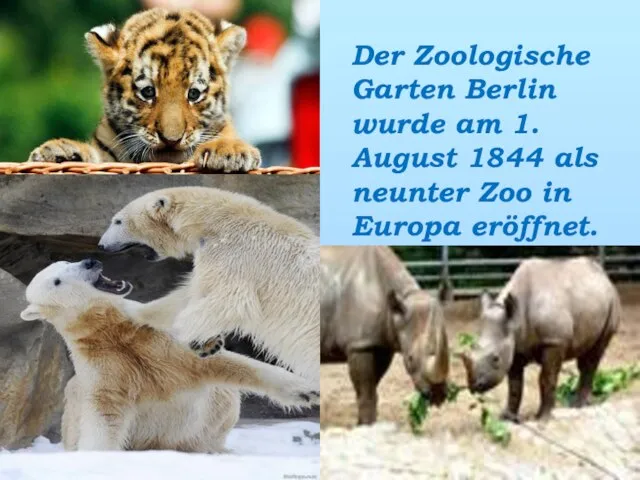 Der Zoologische Garten Berlin wurde am 1. August 1844 als neunter Zoo in Europa eröffnet.