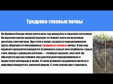 Тундрово-глеевые почвы На Крайнем Севере почва почти весь год находится в