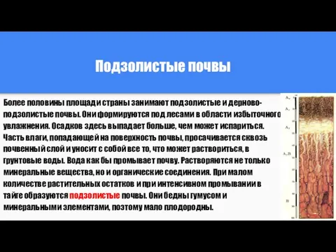 Подзолистые почвы Более половины площади страны занимают подзолистые и дерново-подзолистые почвы.