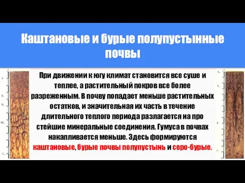 Каштановые и бурые полупустынные почвы При движении к югу климат становится