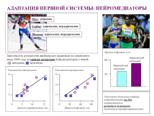 АДАПТАЦИЯ НЕРВНОЙ СИСТЕМЫ: НЕЙРОМЕДИАТОРЫ Мозг: дофамин Сердце: адреналин, норадреналин Мышцы: адреналин,