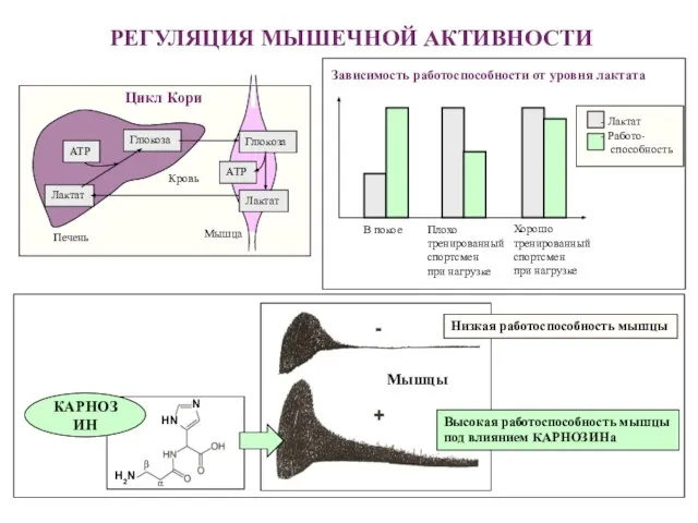 РЕГУЛЯЦИЯ МЫШЕЧНОЙ АКТИВНОСТИ Глюкоза Лактат АТР Глюкоза Лактат АТР Печень Кровь