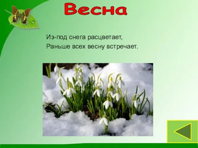 Из-под снега расцветает, Раньше всех весну встречает. Весна