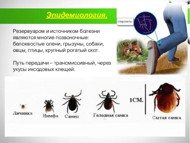 Эпидемиология. Резервуаром и источником болезни являются многие позвоночные: белохвостые олени, грызуны,