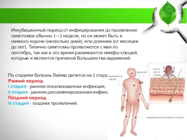 По стадиям болезнь Лайма делится на 2 стадии: Ранний период I