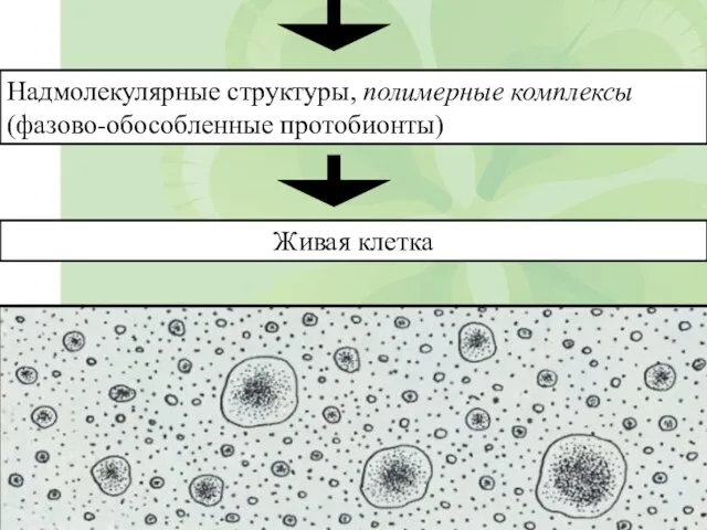 Надмолекулярные структуры, полимерные комплексы (фазово-обособленные протобионты) Живая клетка