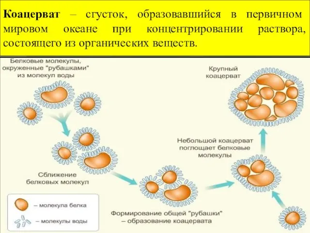 Коацерват – сгусток, образовавшийся в первичном мировом океане при концентрировании раствора, состоящего из органических веществ.