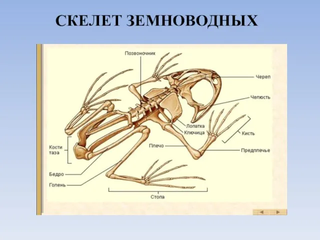 СКЕЛЕТ ЗЕМНОВОДНЫХ