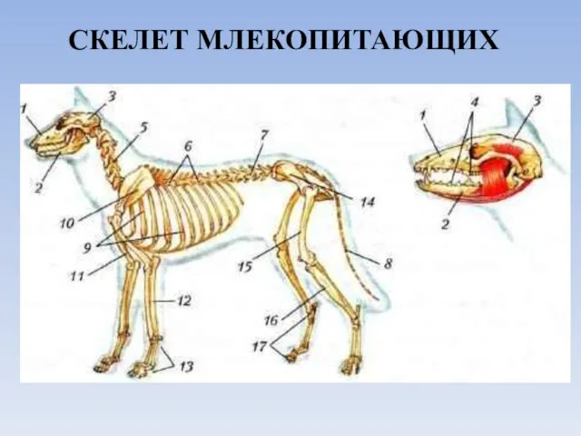 СКЕЛЕТ МЛЕКОПИТАЮЩИХ