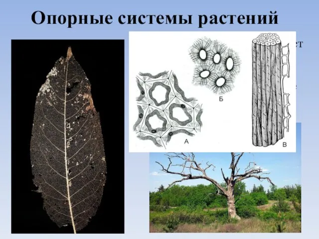 Опорные системы растений Опору тела растений составляет механическая ткань. Какие особенности