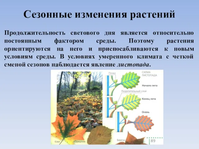 Сезонные изменения растений Продолжительность светового дня является относительно постоянным фактором среды.