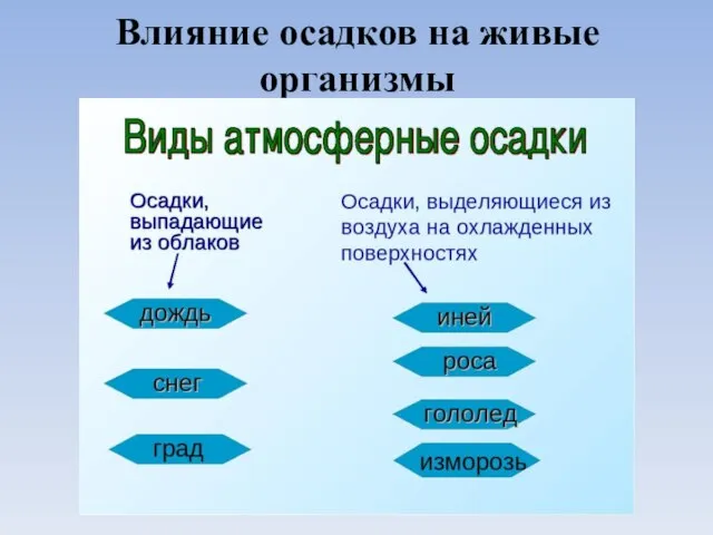 Влияние осадков на живые организмы