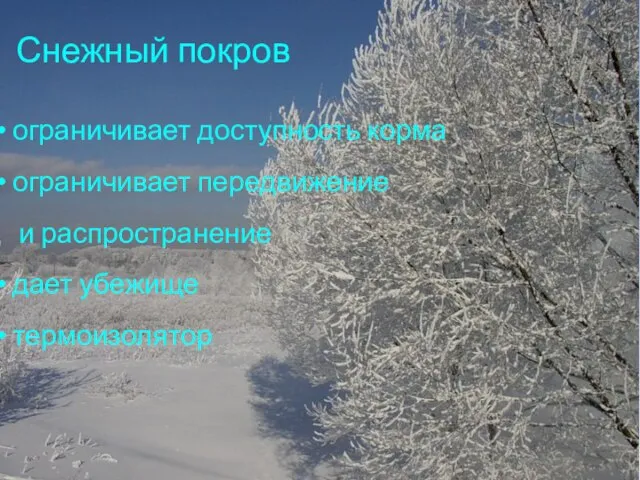 Снежный покров ограничивает доступность корма ограничивает передвижение и распространение дает убежище термоизолятор