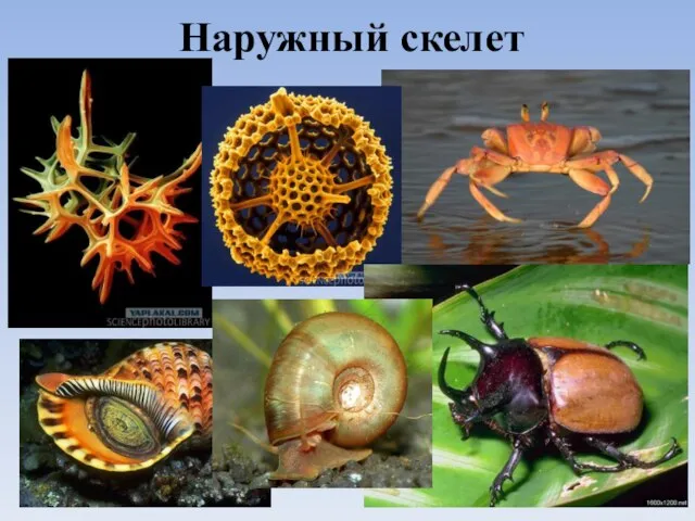 Наружный скелет