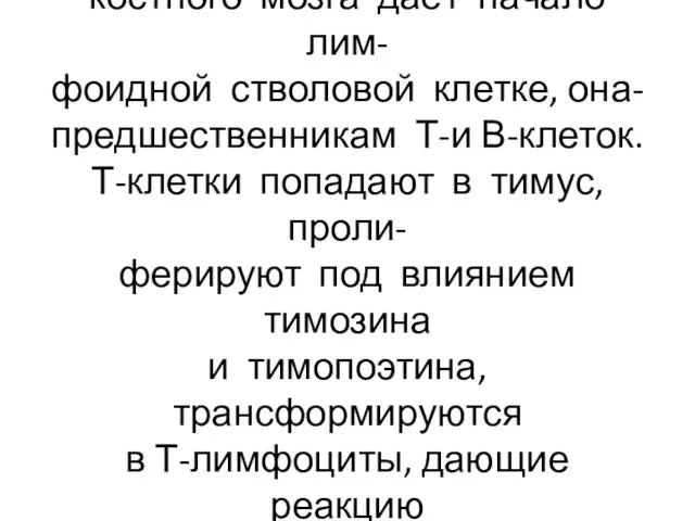 Стволовая кроветворная клетка костного мозга даёт начало лим- фоидной стволовой клетке,