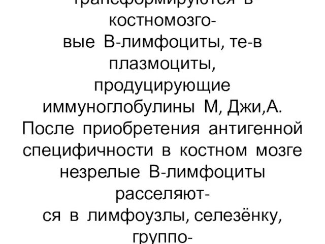 Предшественники В-лимфоцитов трансформируются в костномозго- вые В-лимфоциты, те-в плазмоциты, продуцирующие иммуноглобулины