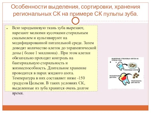 Особенности выделения, сортировки, хранения региональных СК на примере СК пульпы зуба.