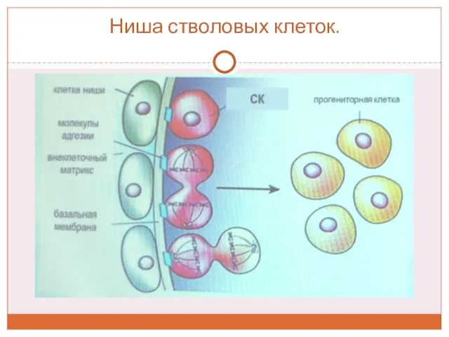 Ниша стволовых клеток.