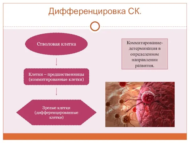 Дифференцировка СК. Стволовая клетка Клетки – предшественницы (коммитированные клетки) Зрелые клетки