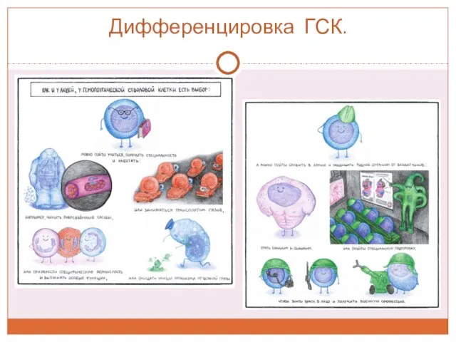 Дифференцировка ГСК.