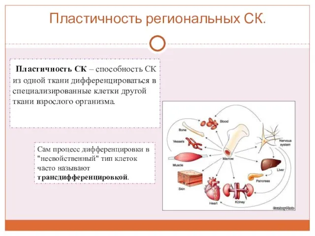 Пластичность региональных СК. Пластичность СК – способность СК из одной ткани