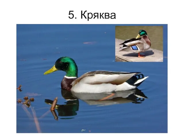 5. Кряква