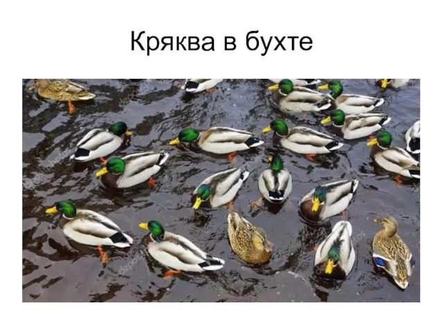 Кряква в бухте