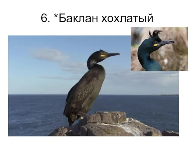 6. *Баклан хохлатый