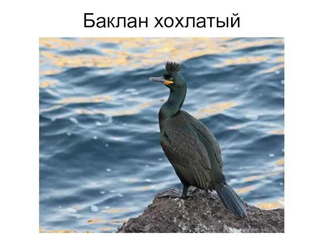 Баклан хохлатый