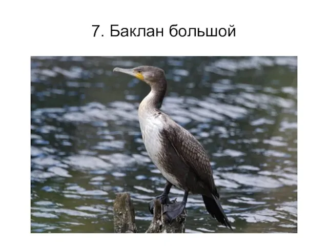 7. Баклан большой