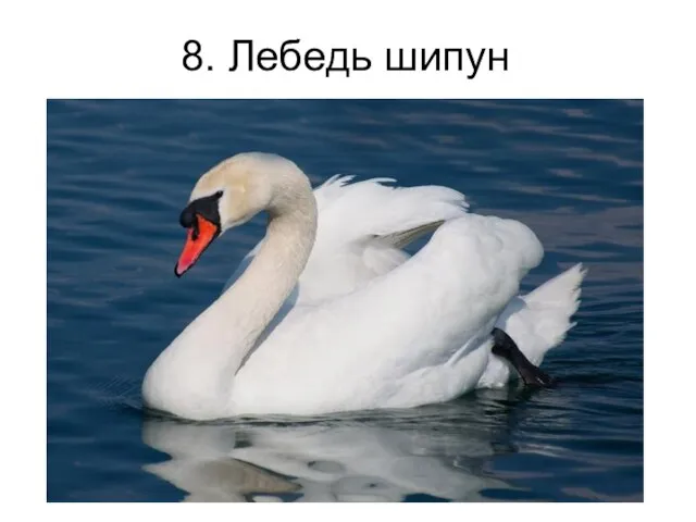 8. Лебедь шипун