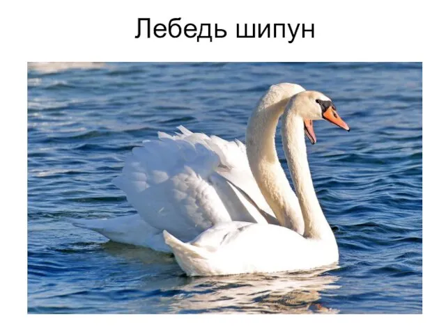 Лебедь шипун