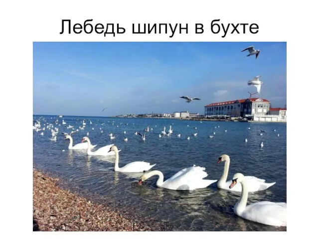 Лебедь шипун в бухте