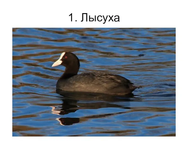 1. Лысуха