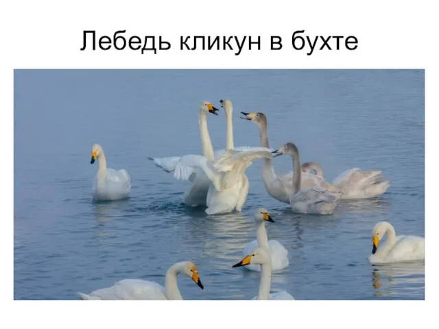 Лебедь кликун в бухте