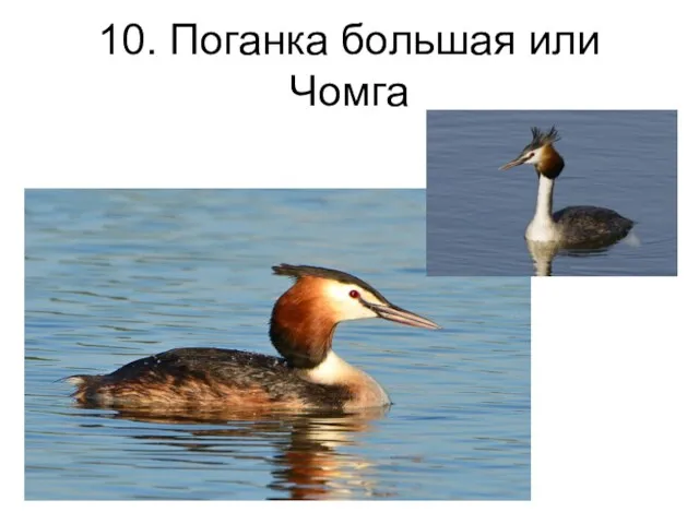 10. Поганка большая или Чомга