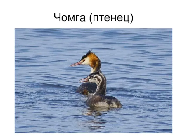 Чомга (птенец)