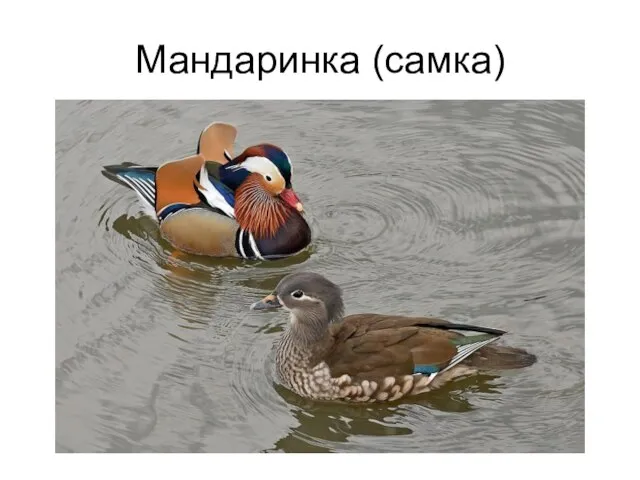 Мандаринка (самка)