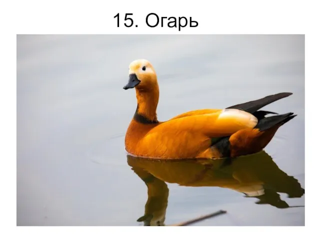 15. Огарь