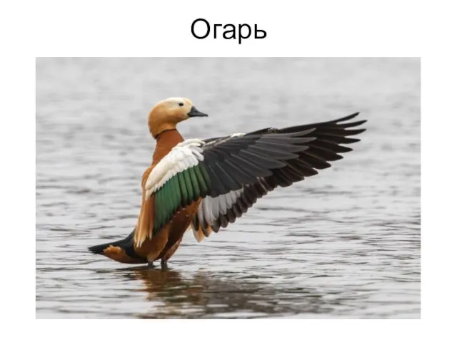 Огарь